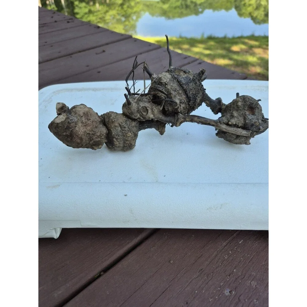 Driftwood Aquarium Supplies  Wood Art Mixed Media  Conversation Piece 8 Pcs.